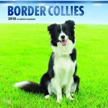 2018 kalender met border collies