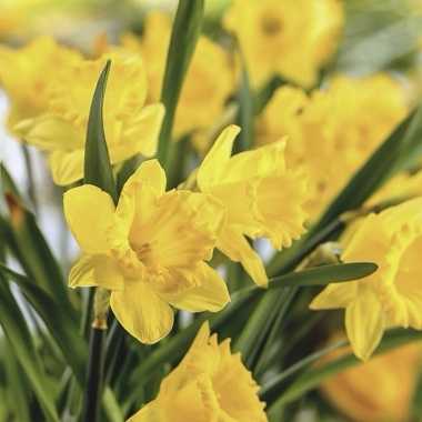 Servetten narcis print 20 stuks