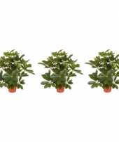 3x groene schefflera baby struik kunstplanten 55 cm voor binnen trend