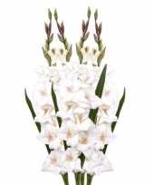 4x gladiool bloem 102 cm wit trend