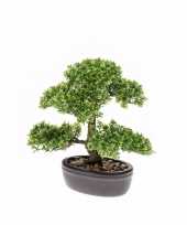 Ficus mini bonsai nepplant 32 cm trend