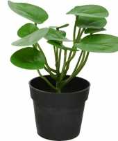 Groene pilea pannenkoekenplant kunstplant 23 cm in zwarte pot trend