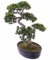 Japanse den bonsai nepplant 40 cm trend