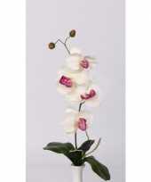 Orchidee tak wit met roze bloemen trend