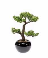 Pilea bonsai nepplant 34 cm trend 10143788