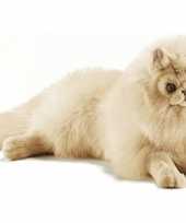 Pluche persische katten knuffels trend