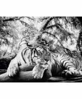 Poster tijger 61 x 91 5 cm wanddecoratie trend